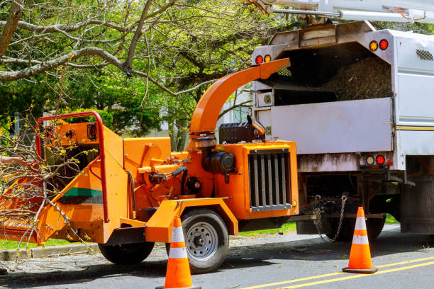 Best Hazardous Tree Removal  in Independent Hill, VA